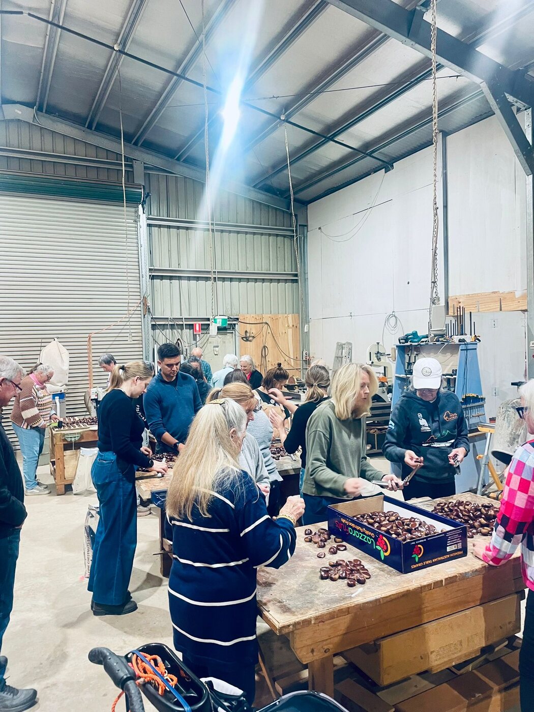 The crew prepping chestnuts at the shed